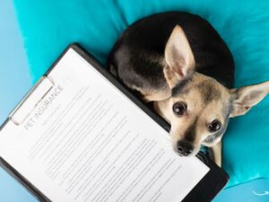 Otto Pet Insurance: Your Companion in Pet Health and Wellness
