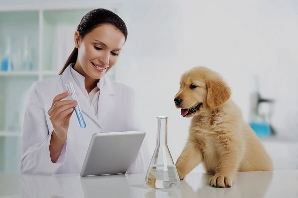 Comprehensive pet insurance