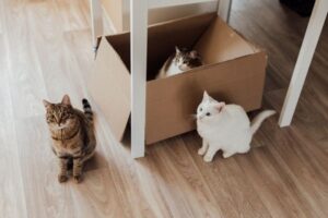 Pet Insurance for Multiple Pets: Plans, Discounts and Costs