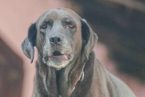 Pet Insurance for Senior Dogs: Coverage and Cost Considerations